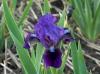 Iris Pumila Brannigan