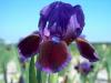 Iris Pumila Daring Do