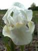 Iris Pumila Dream Stuff