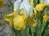 Iris Pumila Lady Of Nepal