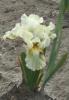 Iris Pumila Nylon Ruffles