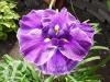 Iris ensata Dramatic Moment