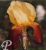 Iris germanica Accent