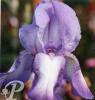 Iris germanica Blue shimmer