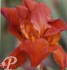 Iris germanica Brasilia