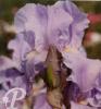 Iris germanica Brave viking
