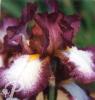 Iris germanica Crinoline