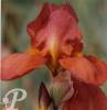 Iris germanica Danse du feu