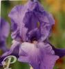 Iris germanica Deep space