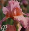 Iris germanica Fashion fling