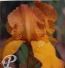 Iris germanica Gai light