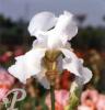 Iris germanica Glacier