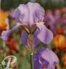 Iris germanica Great lakes