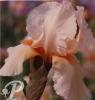 Iris germanica Happy birthday