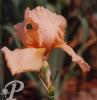 Iris germanica Lunar fire