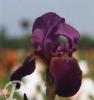 Iris germanica Master Charles
