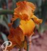 Iris germanica Millionnaire