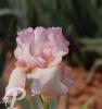 Iris germanica Mod Mod