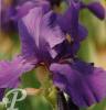 Iris germanica Night laught