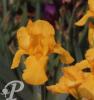 Iris germanica Ola-kala