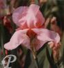 Iris germanica One desire