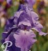 Iris germanica Pacific panorama