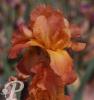 Iris germanica Prairie sunset