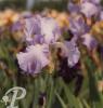 Iris germanica Symphonie