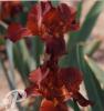 Iris germanica Tall chief