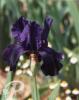 Iris germanica Tuxedo