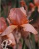 Iris germanica Valimar