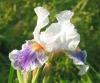 Iris germanica american Patriot