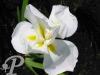 Iris kaempferi Contesse de paris