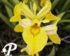 Iris pseudoacorus Variegata