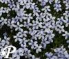 Isotoma fluviatilis