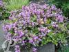Lamium maculatum Anna Greenaway