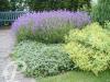 Lavandula angustifolia Dwarf Blue