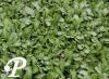 Leptinella pyrethrifolia