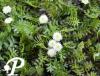 Leptinella squalida