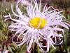 Leucanthemum Old Court