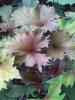 Ligularia Osiris cafe Noir