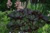 Ligularia dentata Britt Marie Crawford
