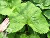 Ligularia hessei