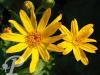 Ligularia palmatiloba
