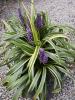 Liriope muscari Goldband