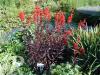 Lobelia Fulgens Queen