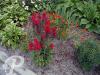 Lobelia speciosa Dark Red