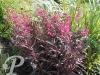 Lobelia speciosa Russian Princess