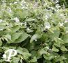 Lunaria rediviva