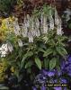 Lysimachia Clethroides